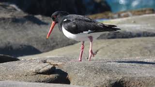 A Pied Oystercatcher being rejected by a pair of Sooty Oystercatchers [upl. by Glen428]