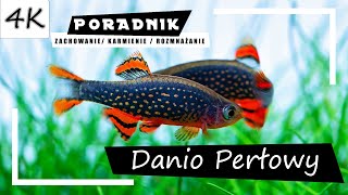 Danio Perłowy  Kompletny Poradnik 4K [upl. by Suzie735]