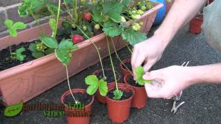 Planting Strawberry Runners Propagating Strawberries the easy way [upl. by Hazelton]