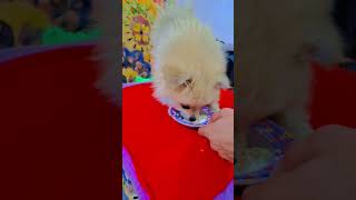 dog poms shortsvideo pets pomernian pom pomes puppy pomerani cooking پت قلب عشق [upl. by Harriet]