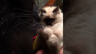 Ragdoll kitten Lacey Mae rocks out to Aerosmith [upl. by Autrey]