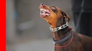 Watch This Before Getting A Doberman Pinscher [upl. by Tony]