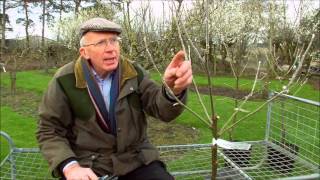 How to Prune Young Fruit Trees [upl. by Oralie55]