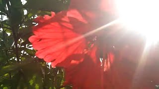 NATUREZA CANTO DOS PÁSSAROS E SOL MARAVILHOSO É BENÇÃO DE DEUS VEJA O VIDEO ATÉ O FINAL [upl. by Wrdna258]