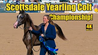 Scottsdale Signature Stallion Yearling Colts Championship  Scottsdale Arabian Horse Show 2024 [upl. by Eilram]