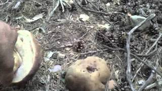 Boletus Pinicola Rioja Primavera 2012 [upl. by Ashly]