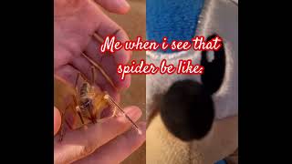 True tho desert insects nature spider [upl. by Alina647]