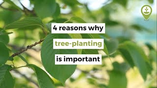 4 reasons why treeplanting is important [upl. by Crane]