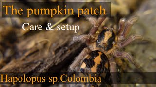 Pumpkin patch tarantula  hapolopus sp Colombia pumpkinpatch [upl. by Saleme]