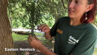 Introduction to Tree Identification in Pisgah National Forest [upl. by Bibeau593]