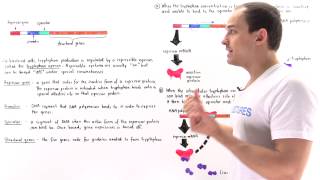 Tryptophan Operon [upl. by Demetra]