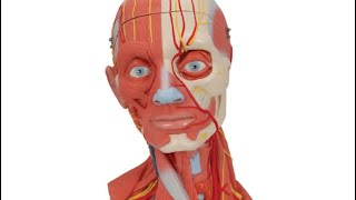 Head and Neck  Anatomy model  ospe  MBBS [upl. by Monahon81]