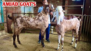 Height Wale Gujri Bakre In Jaipur Amjad Goats [upl. by Nodroj]