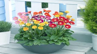 How To Grow and Care Potted Gerbera Daisies Indoors  Growing Houseplant [upl. by Lenny609]