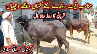 Buffaloes Bulls And Cows For Qurbani 2024  Gondal Mandi Road Prices By My Life Channel [upl. by Phiona]