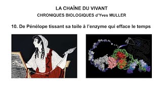 10 De Pénélope tissant sa toile à l’enzyme qui efface le temps [upl. by Assirram]