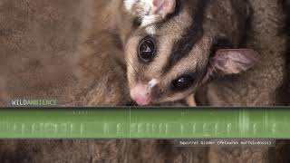 Squirrel Glider  Sounds and Calls [upl. by Holman]