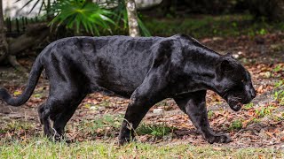 LA PANTERA NEGRA  DOCUMENTAL [upl. by Yecnahc626]