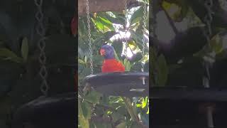 Lorikeets having a feast lorikeets nature birdspecies [upl. by Nhaj]