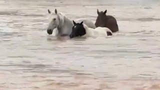 Wedding venue instructs customers to let horses DIE during hurricane Helene [upl. by Malinde]