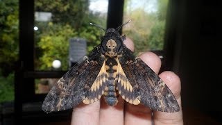 Deathshead hawkmoths [upl. by Teyut]