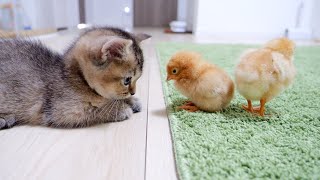 Kitten Kiki greets a tiny chicks for the first time [upl. by Moina]