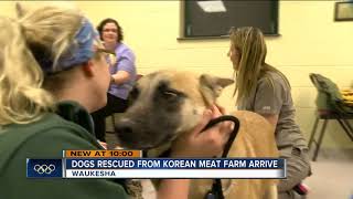 HAWS of Waukesha takes in dogs from South Korea meat farm [upl. by Nyrhtakyram]