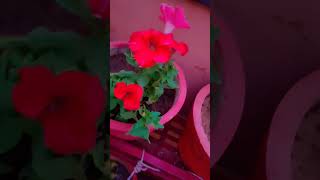 Petunia plant care tips gardening petunia flowers gardningtips ytshorts [upl. by Bohman]