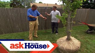 How to Plant a LargeShade Tree  Ask This Old House [upl. by Reyem]