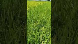 hybrid paddy villagelife youtubeshorts agriculture work [upl. by Attiuqehs]