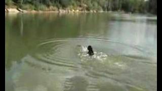 flat coated retriever  dummy training [upl. by Jahdal]