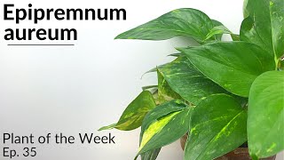 How To Care For Golden Pothos Epipremnum aureum  Plant Of The Week Ep 35 [upl. by Gamages]