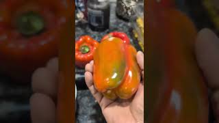 Does Green Peppers Ripen on Countertop 5 Days after pepper gardening amazing [upl. by Davie755]