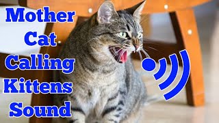 Mother Cat Calling For Her Kittens Sound Effect  Mom Cat Calling Her Kittens  Mama Cat Voice Meow [upl. by Albion]