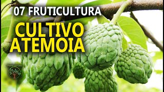 Atemoia Podas e Cuidados16⁰ Encontro de Fruticultura entre Produtores em Jarinu SP [upl. by Oirtemed]