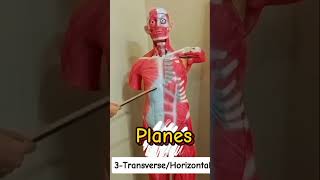 what is transversehorizontal planeplanesGeneral AnatomyBD chaurasia [upl. by Aneel]