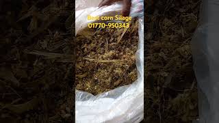 Best corn Silage in bangladesh shortvideos corncrop cornsilage corning [upl. by Norby448]