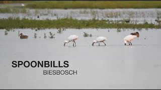 Foraging spoonbills [upl. by Atinnod]