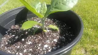 A tip for getting your nicotiana rustica to grow quicker as a seedling read description [upl. by Georgena]