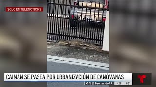 Caimán se pasea por urbanización de Canóvanas [upl. by Bar]