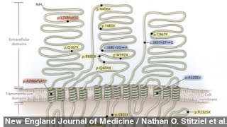 Gene Mutation may Protect from Heart Disease Cholesterol [upl. by Shelli]