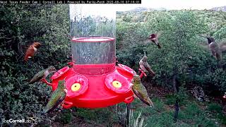 Over an Hour of Nonstop Hummingbird Activity in West Texas August 10 2022 [upl. by Elatsyrk105]