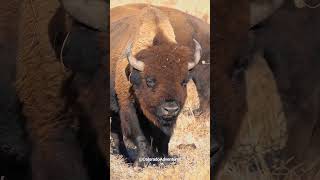 Huge Bison at The Arsenal Wildlife Refuge in Colorado [upl. by Domella]