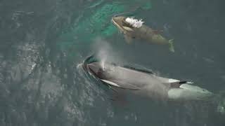 Curious Killer Whale Mom and Baby  Antarctica  Lindblad Expeditions [upl. by Ceciley]