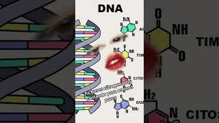 As bases nitrogenadas se amam dna basenitrogenada diewithasmile [upl. by Aciretehs]