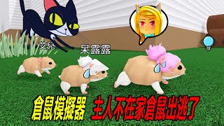 倉鼠模擬器2：主人不在家，倉鼠出逃啦！……COINS Hamster Simulator 2  ROBLOX [upl. by Myriam230]