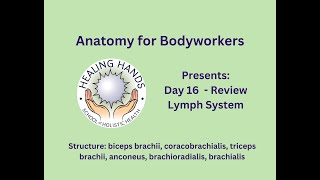 Day 16 of Online Anatomy for Bodyworkers Review Lymphatic system amp Structure [upl. by Bashemeth]