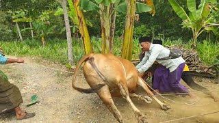 POTONG SATU EKOR SAPI GEMUKTRADISI ADAT MADURA SAAT ADA ACARA [upl. by Eldoria73]