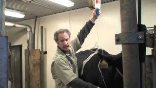 Healthy Cow Checkup  How to Perform a Physical Exam [upl. by Cohby]