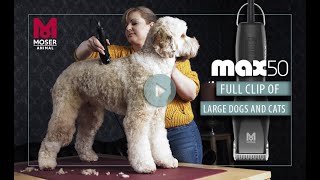 MOSER Max 50  How to do a full clip on a large dog  MOSER Animal [upl. by Mehta]